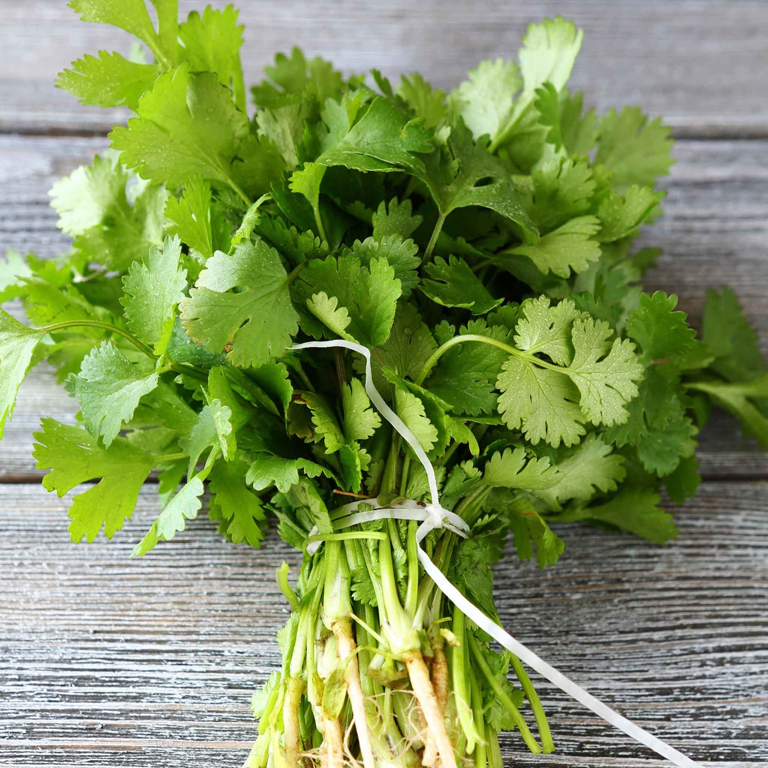 Cilantro / Coriander Seeds