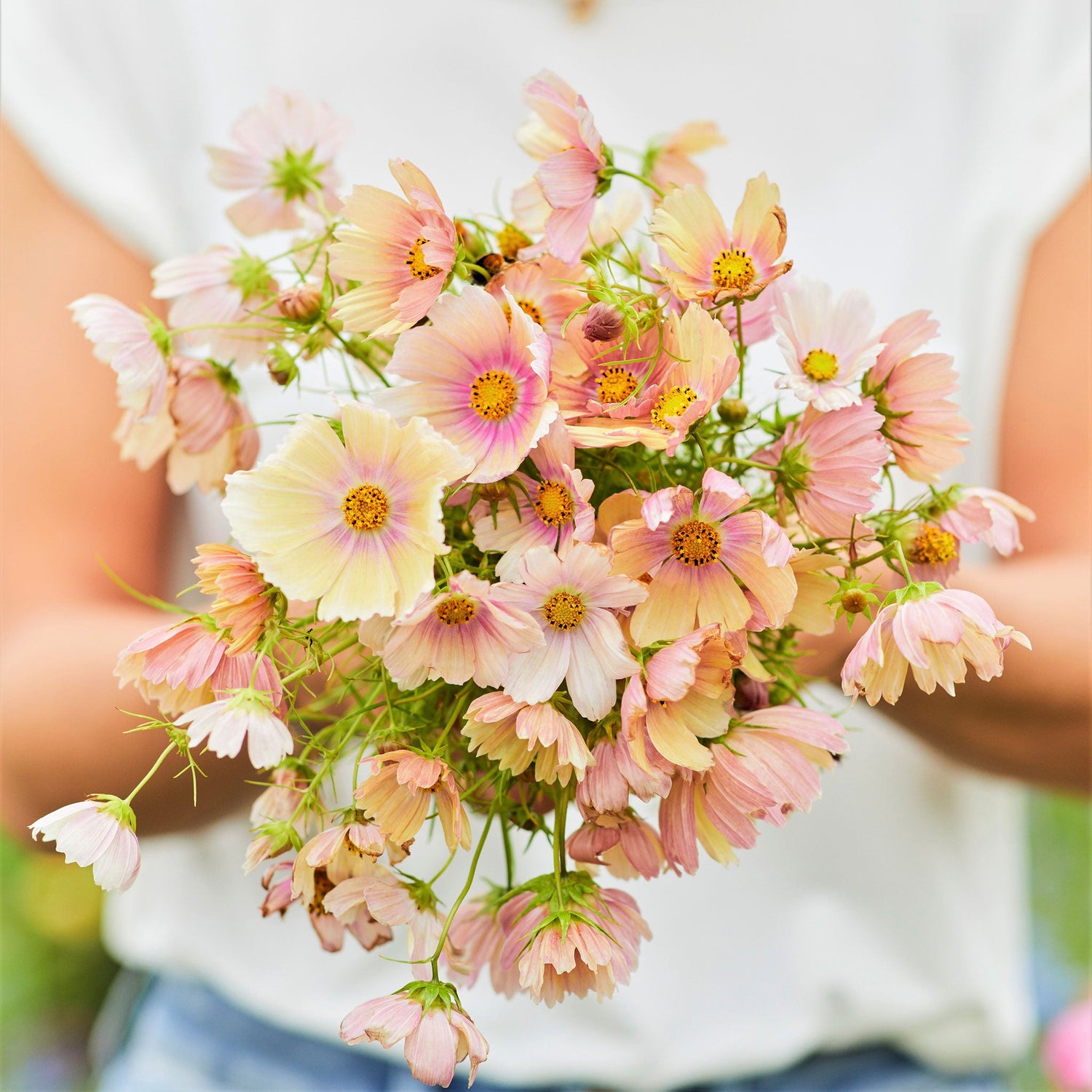 Cosmos Seeds