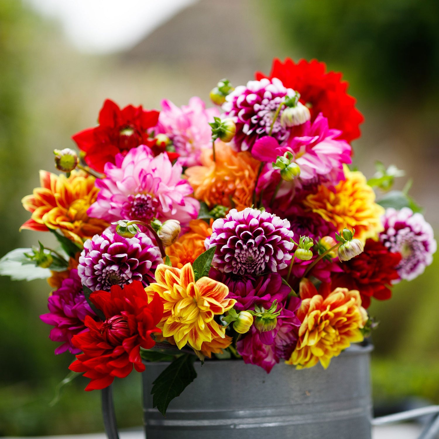 Dahlia Tubers