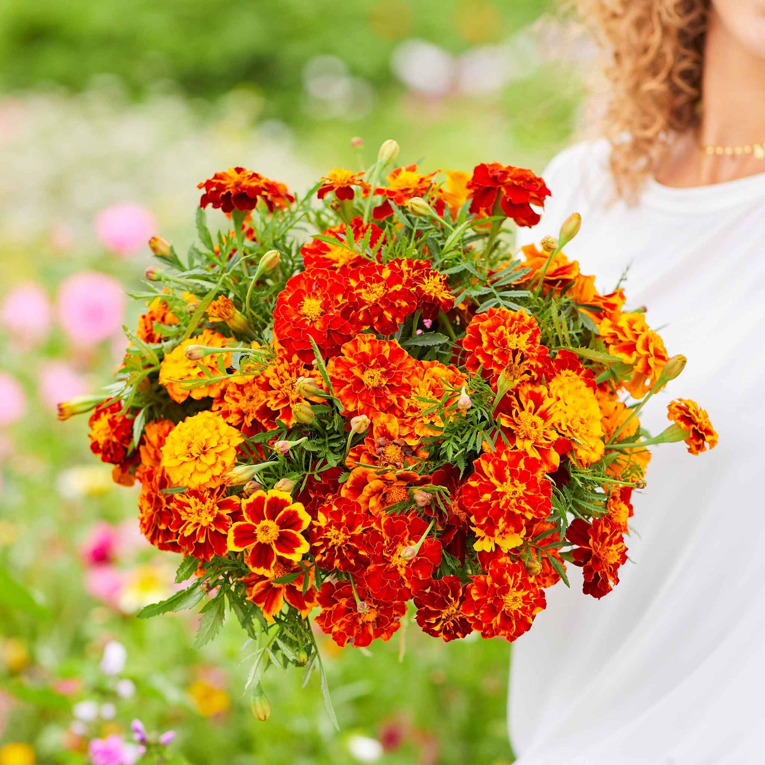 Marigold Seeds