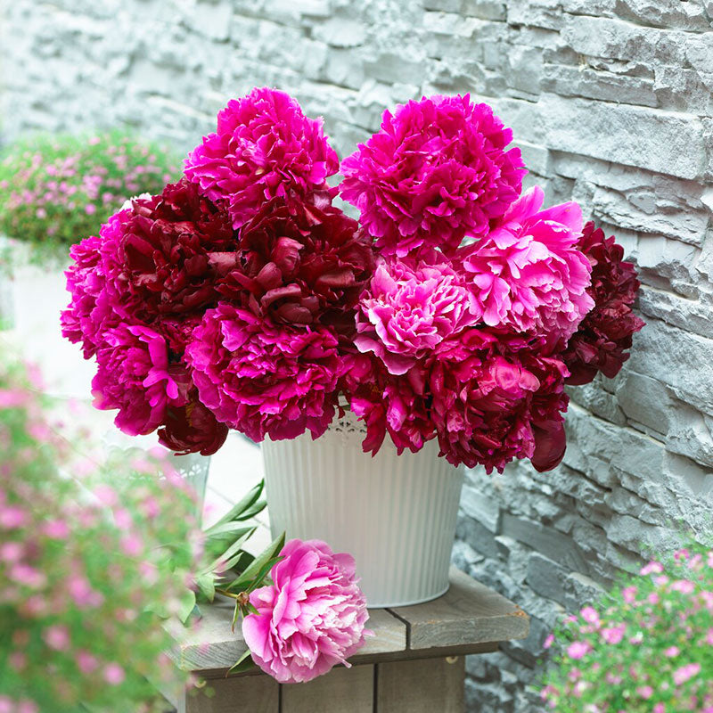 Peony Roots