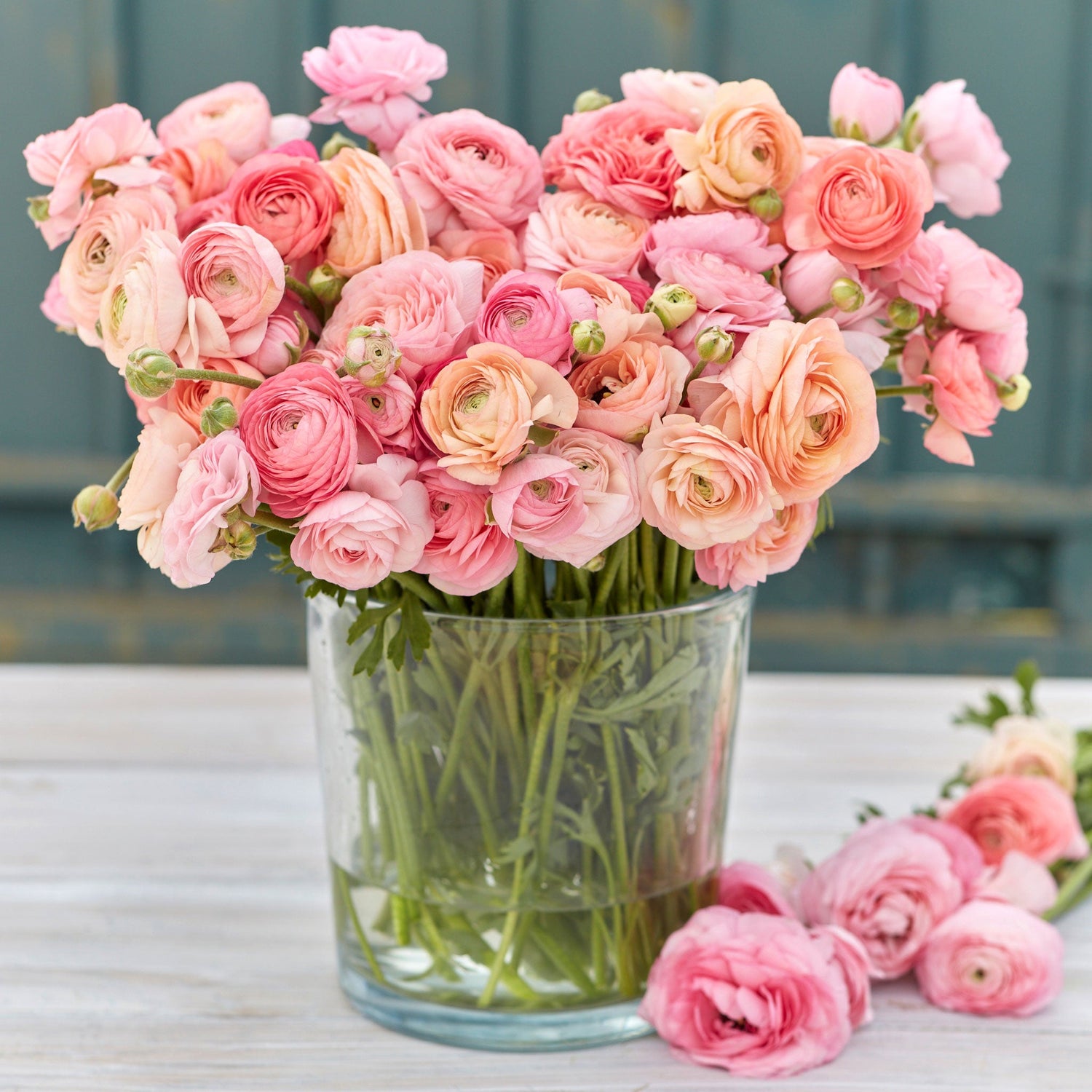 Ranunculus Bulbs