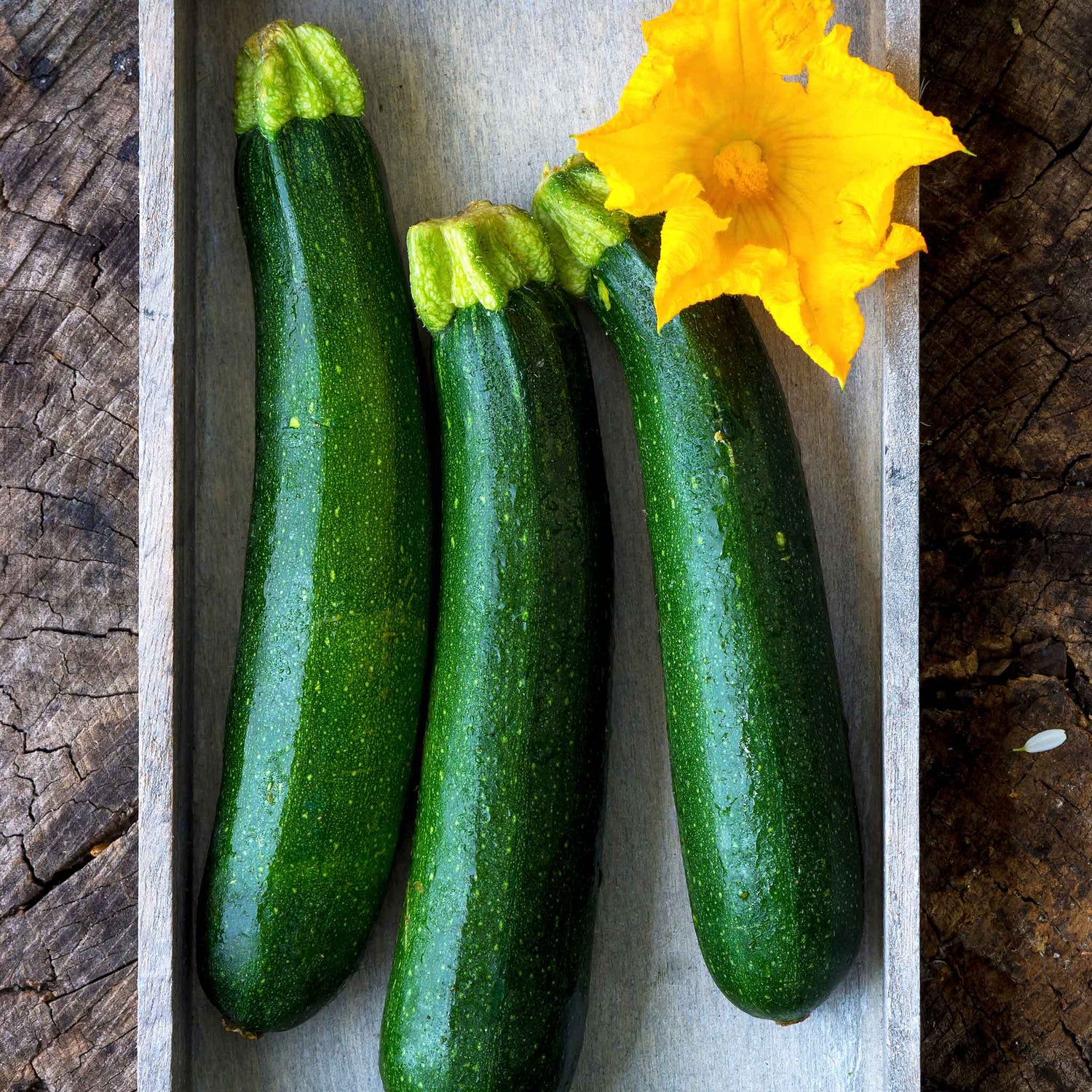 Squash Seeds